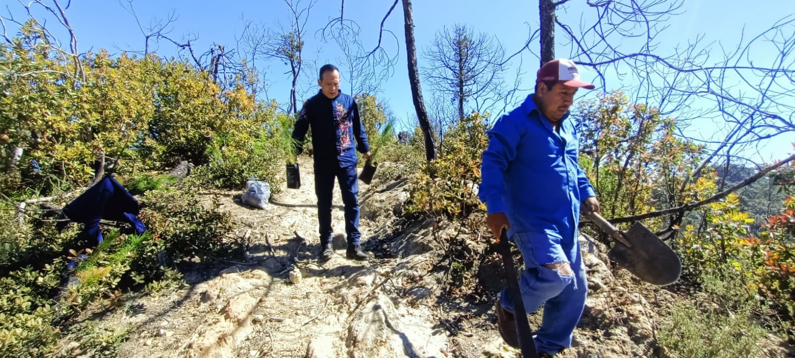 Grupo México apoya con 400 árboles para reforestación en bosques de  Acaxochitlán | Outletminero